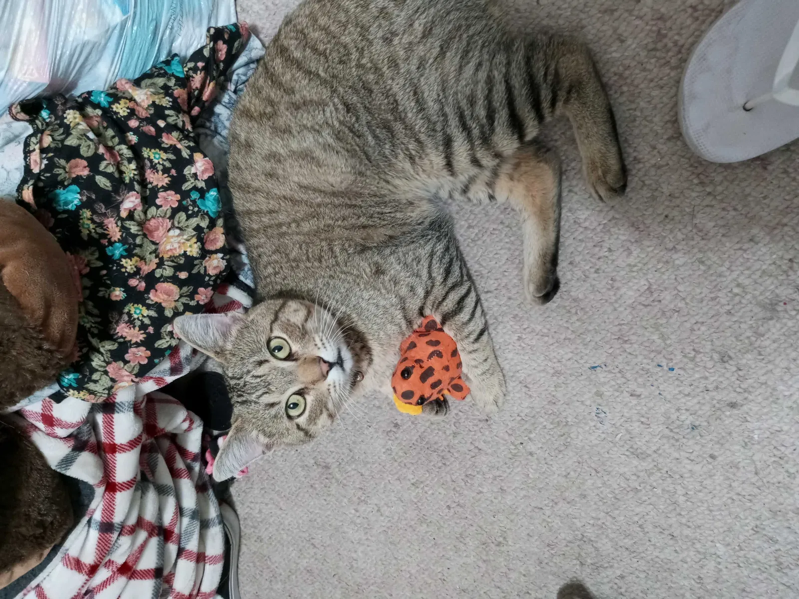 Lost cat in Spokane, WA, 99216
