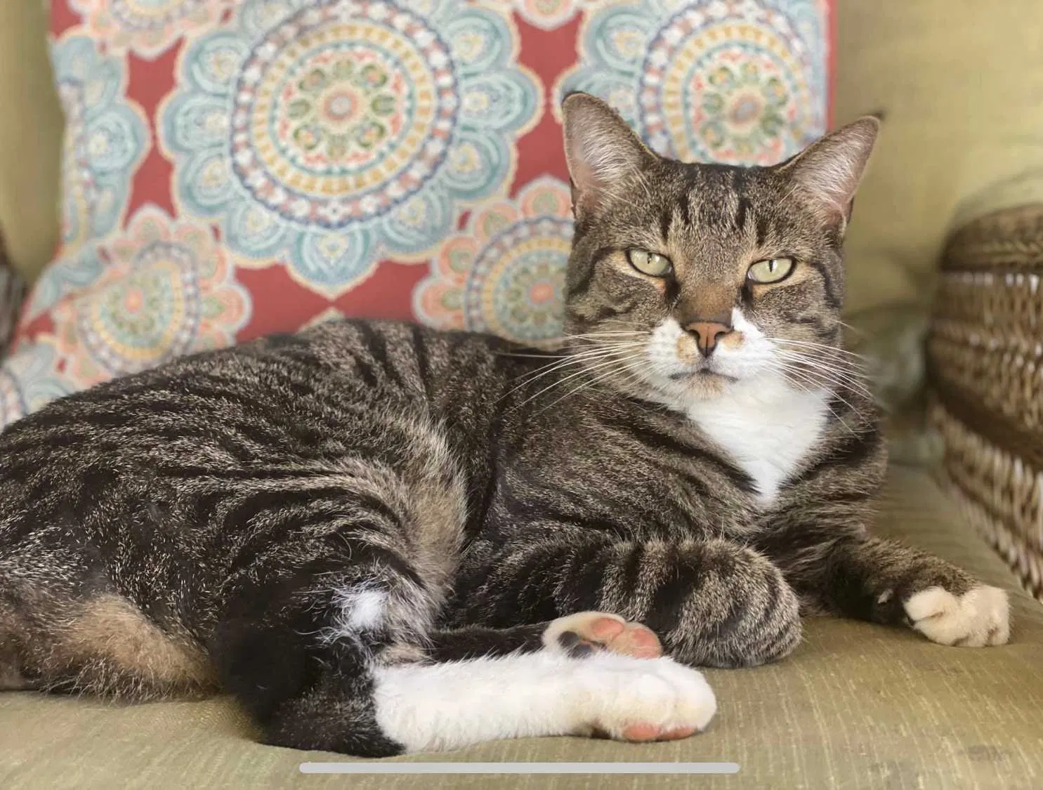 Lost cat in Winston Salem, NC, 27103
