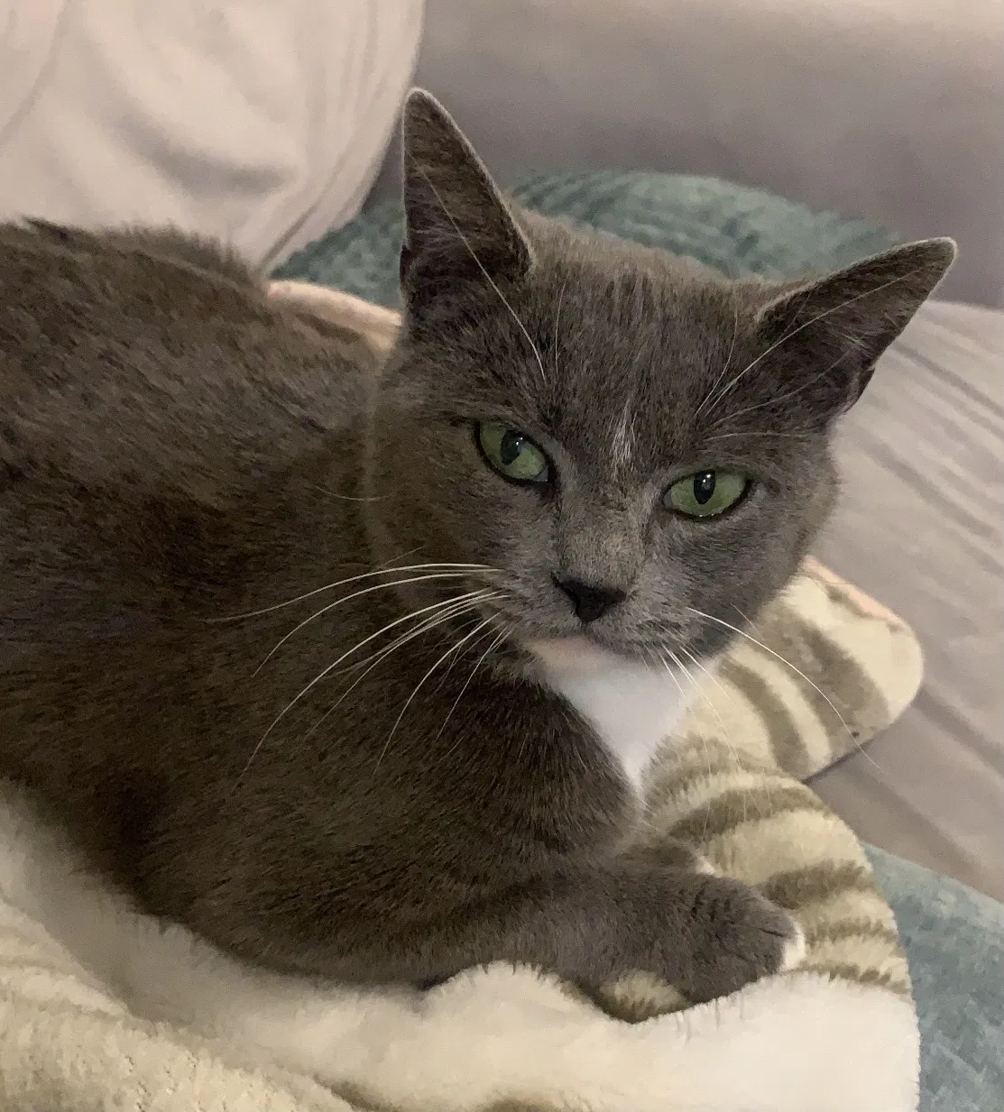 Lost cat in Fairfax, VA, 22031