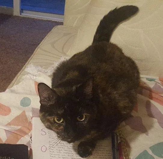 Lost cat in Spokane, WA, 99212