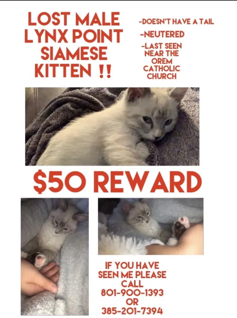 Lost cat in Orem, UT, 84057