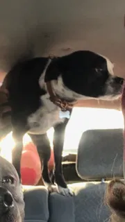 Lost dog in Roseville, CA, 95747