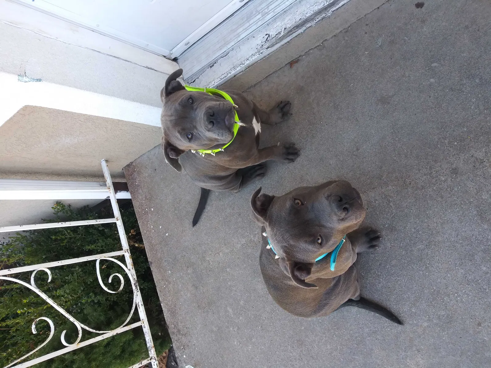 Lost dog in Tulsa, OK, 74115
