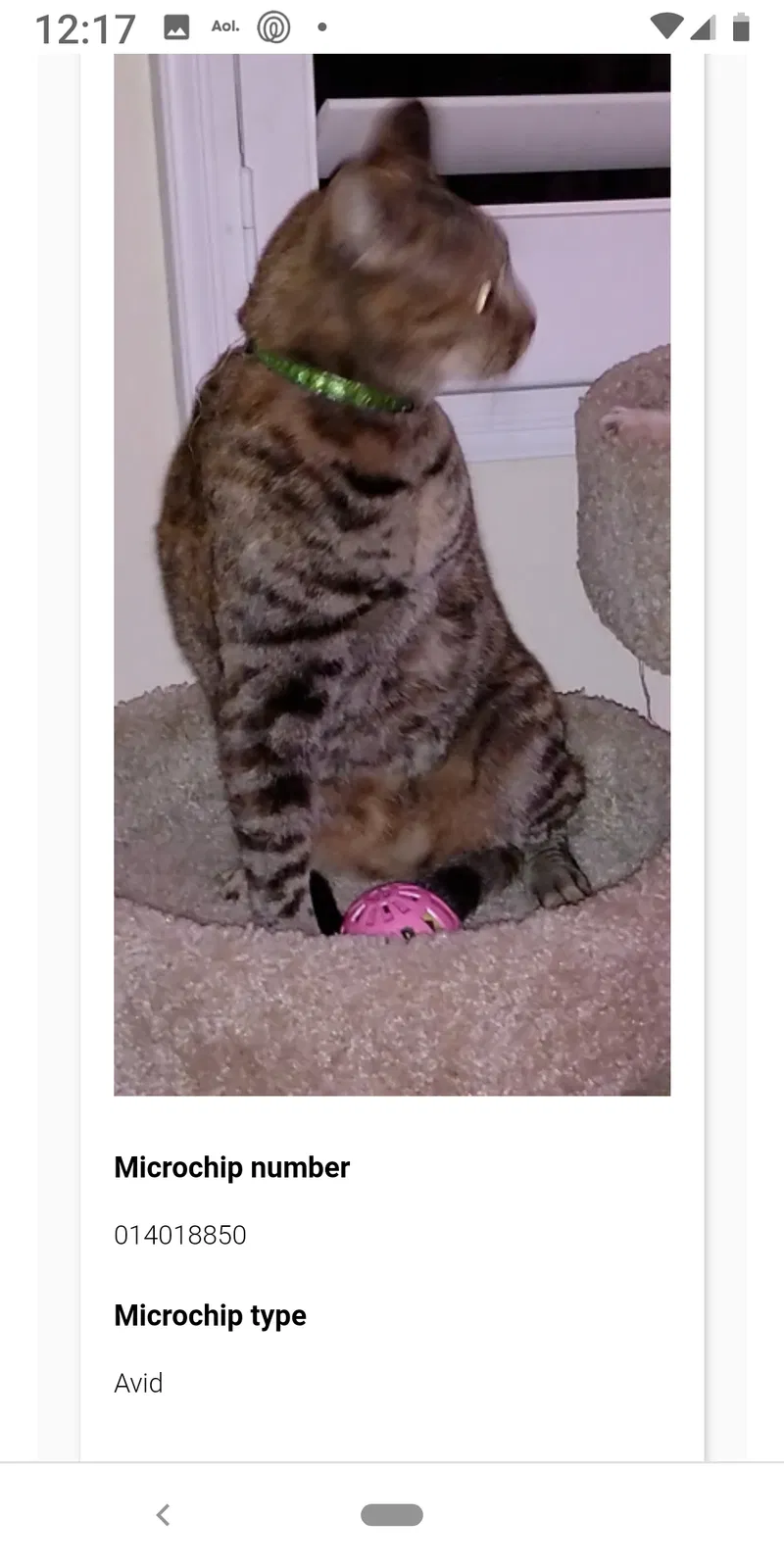 Lost cat in Redondo Beach, CA, 90278