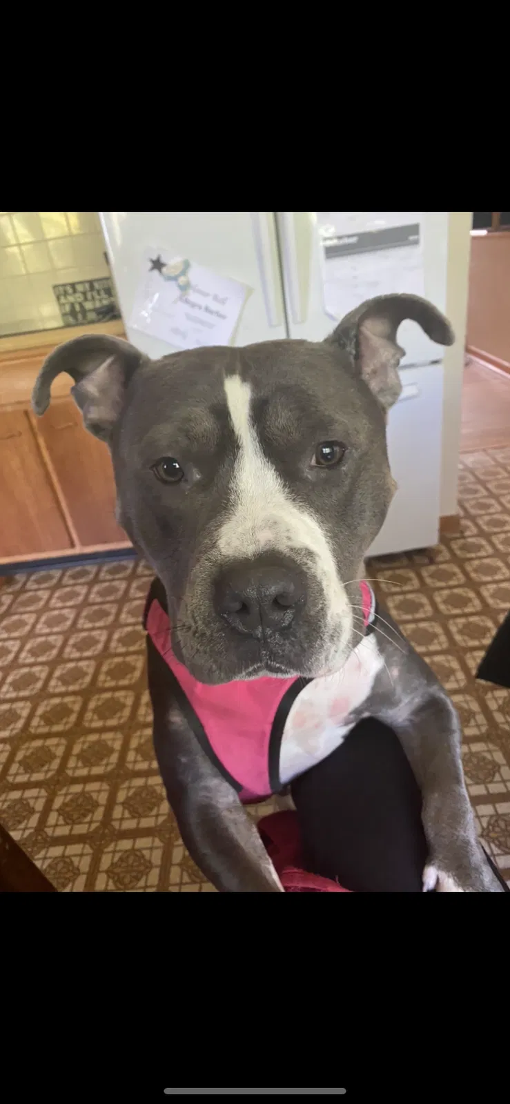 Lost dog in Kirkville, NY, 13082
