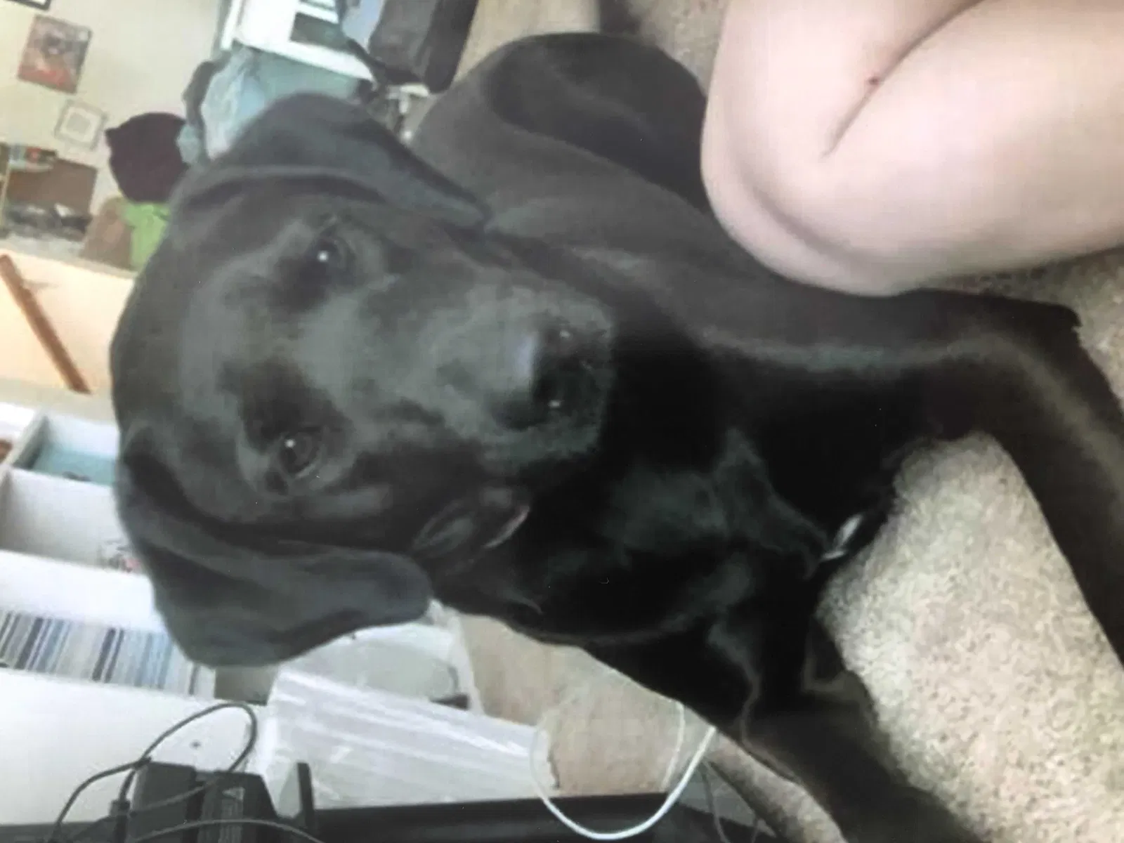 Lost dog in Seffner, FL, 33584