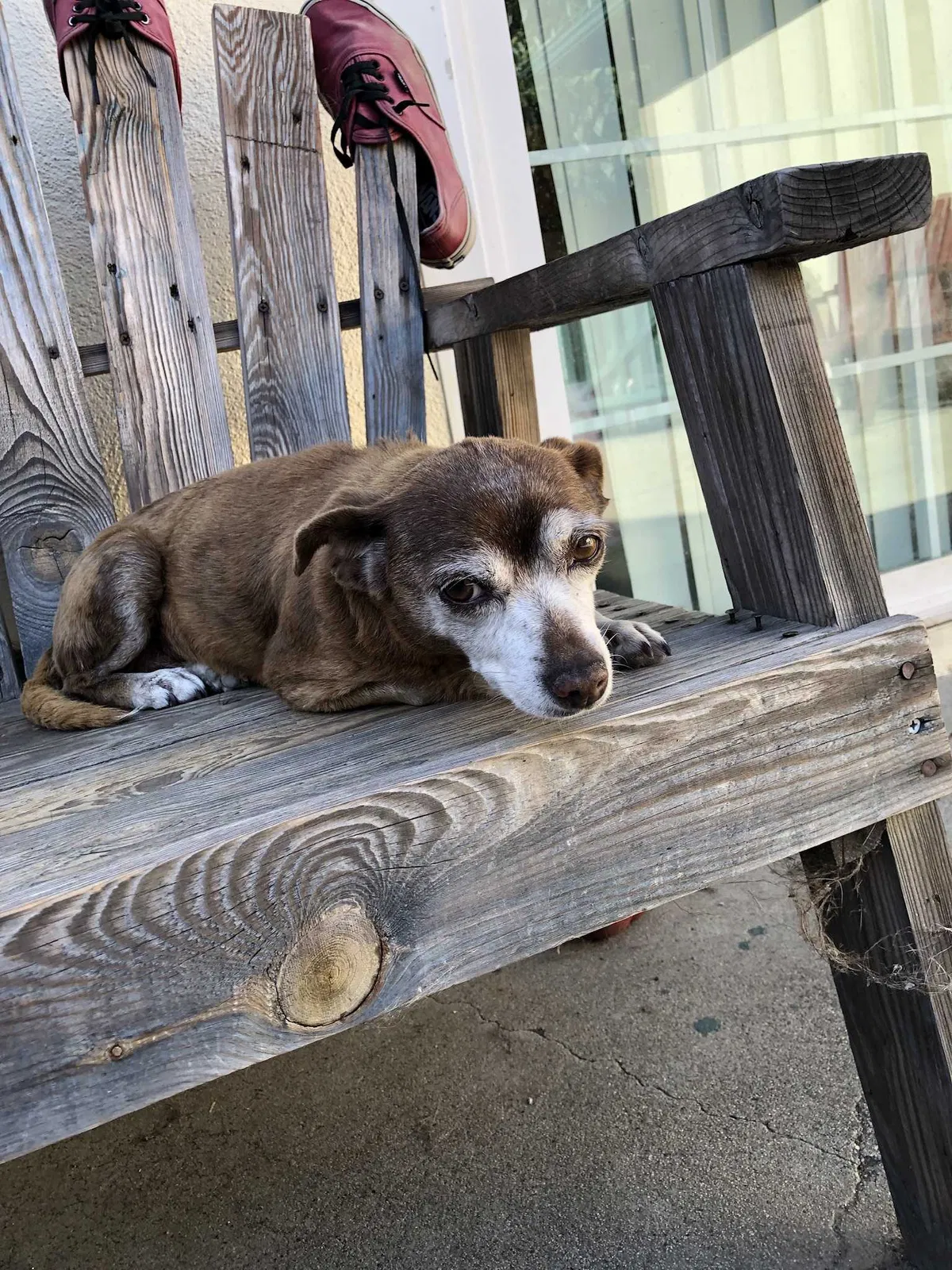 Lost dog in Wilmington, CA, 90744