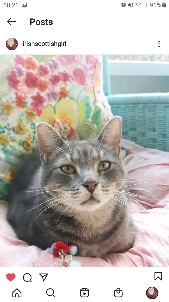 Lost cat in Tallahassee, FL, 32312