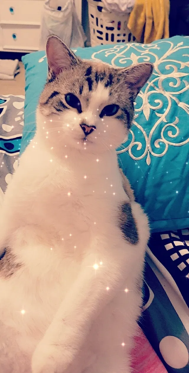 Lost cat in Gastonia, NC, 28054
