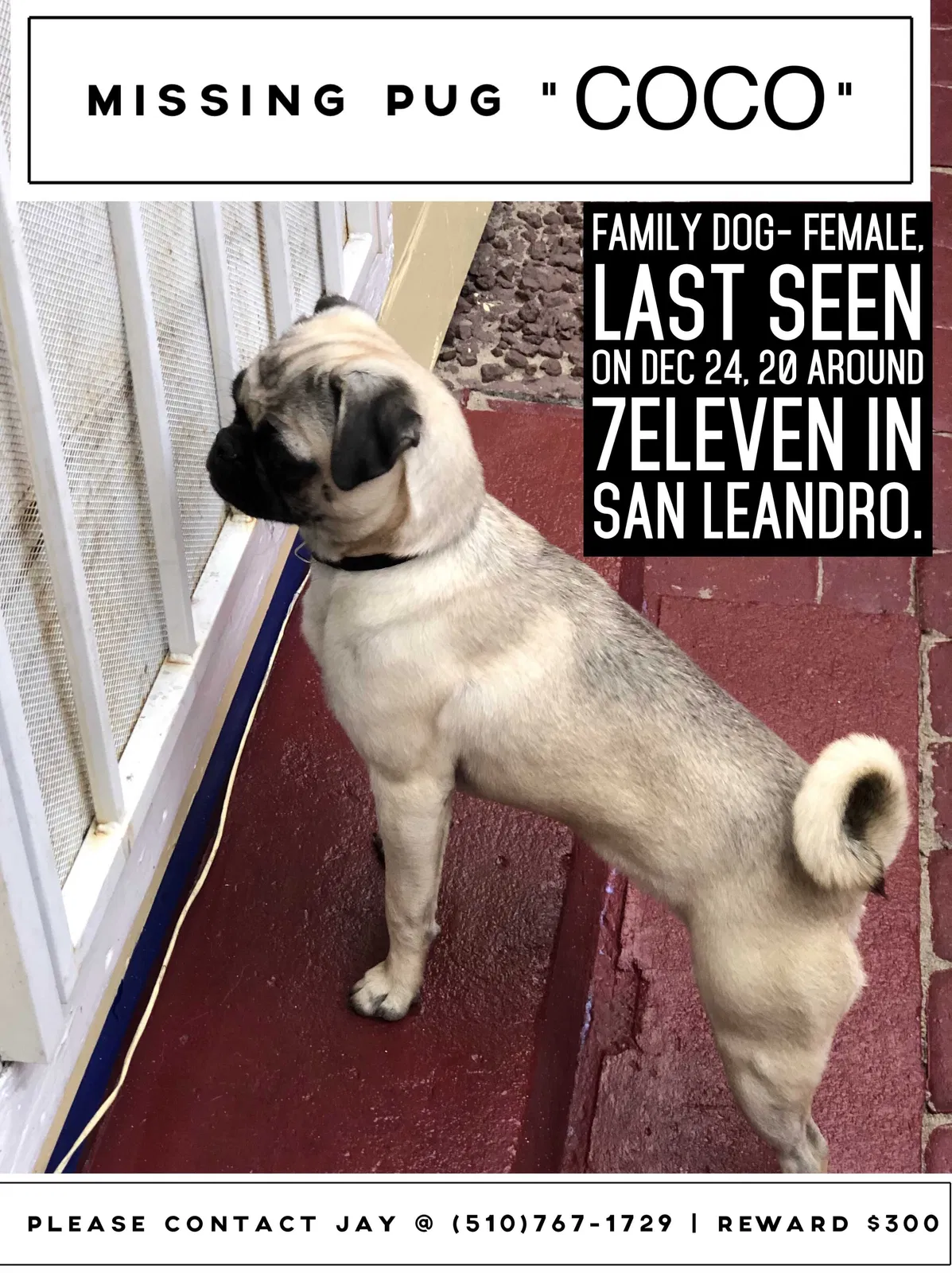 Lost dog in San Leandro, CA, 94577