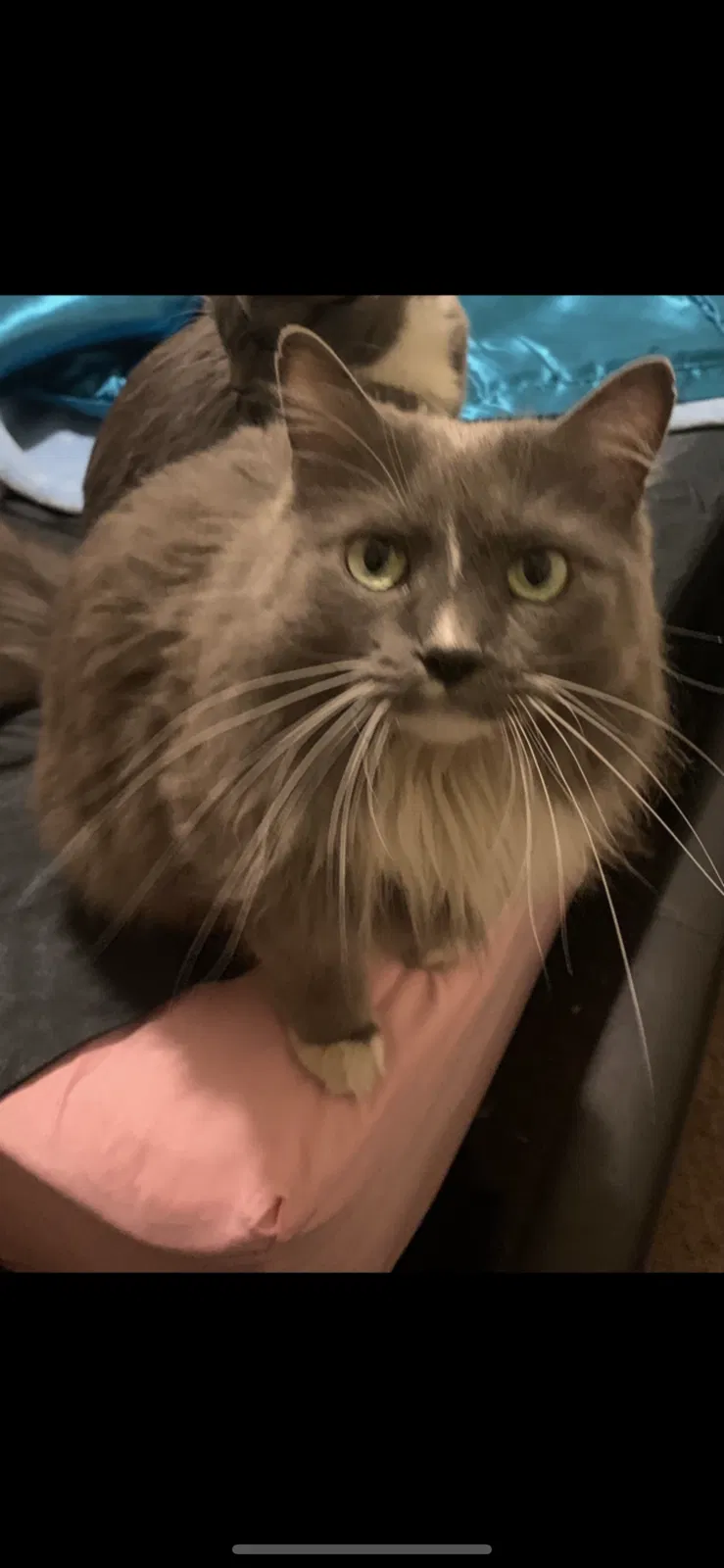 Lost cat in Henderson, NV, 89015