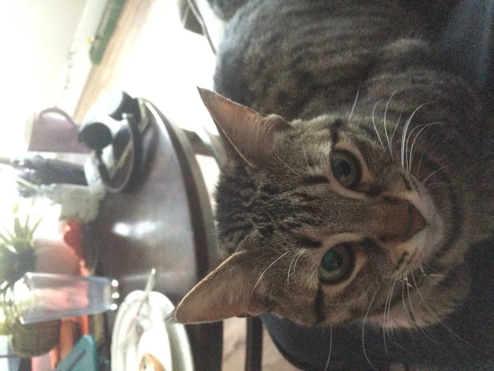 Lost cat in Georgetown, TX, 78626