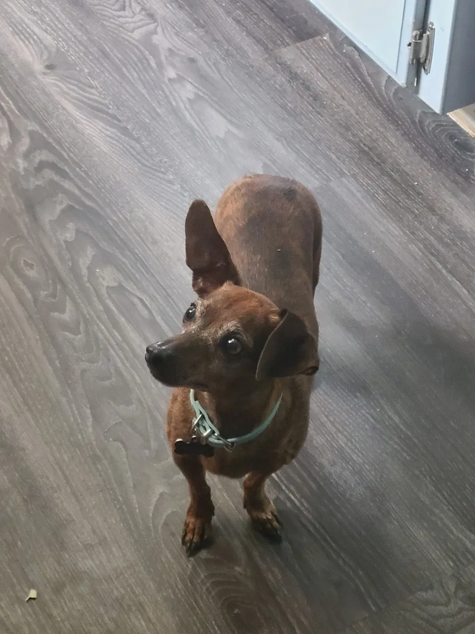 Lost dog in Lubbock, TX, 79423