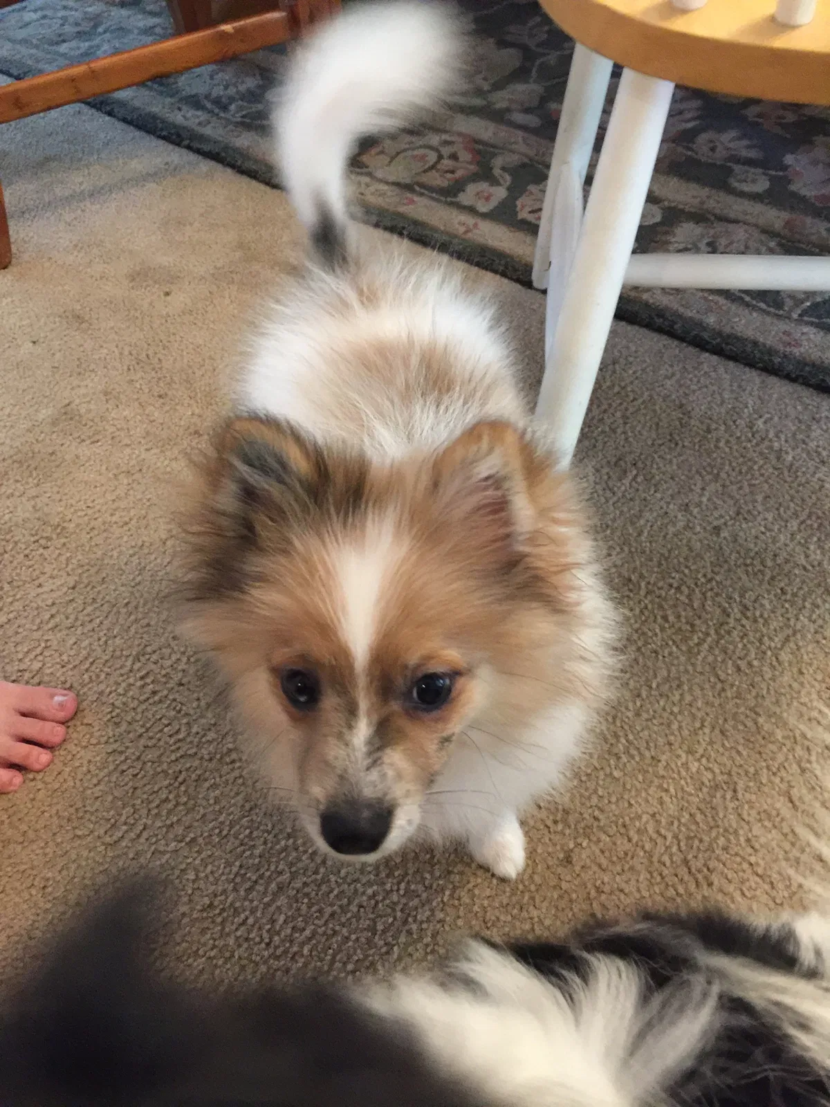 Lost dog in Englewood, FL, 34224