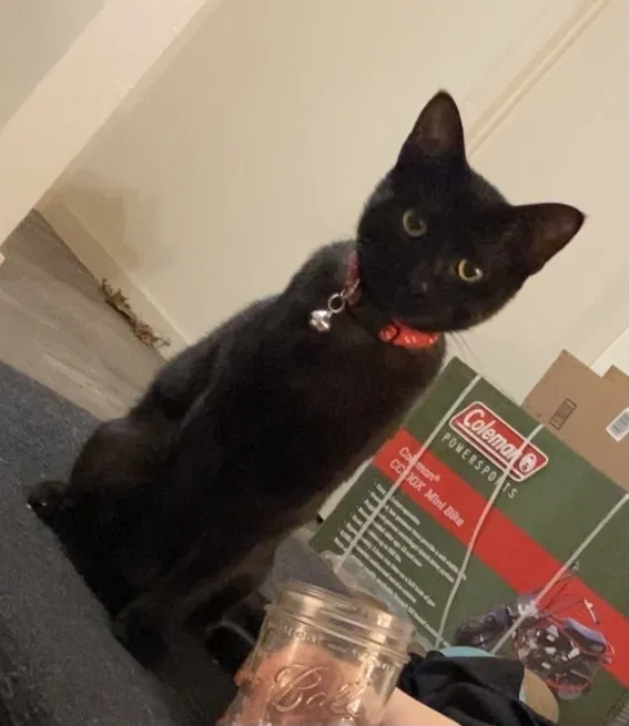Lost cat in Austin, TX, 78753