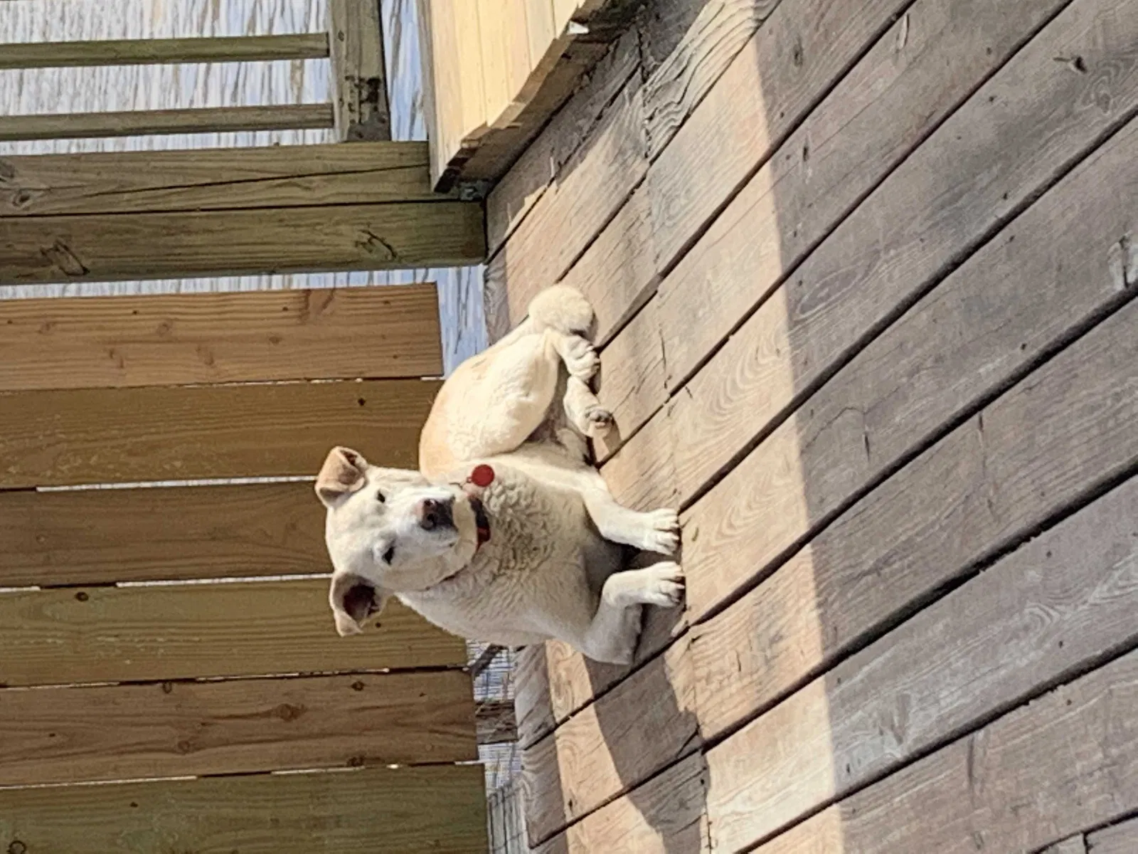 Lost dog in Opelousas, LA, 70570