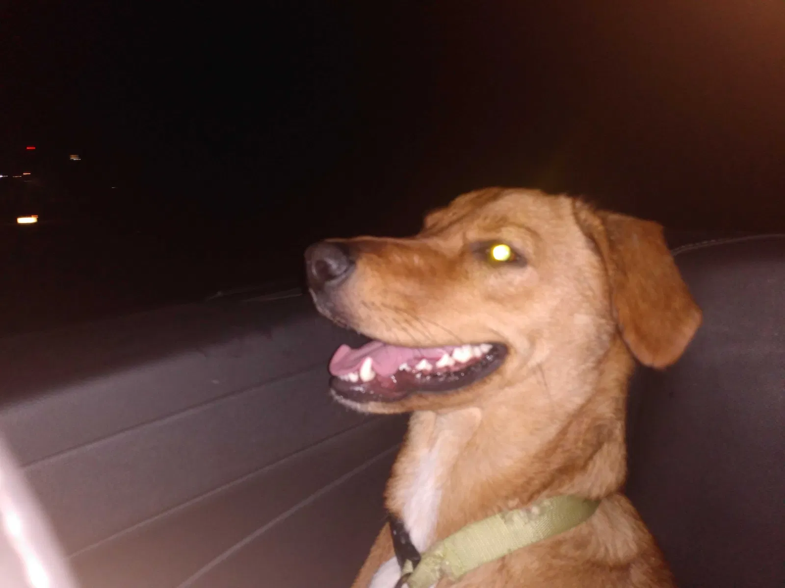 Lost dog in Alma, AR, 72921