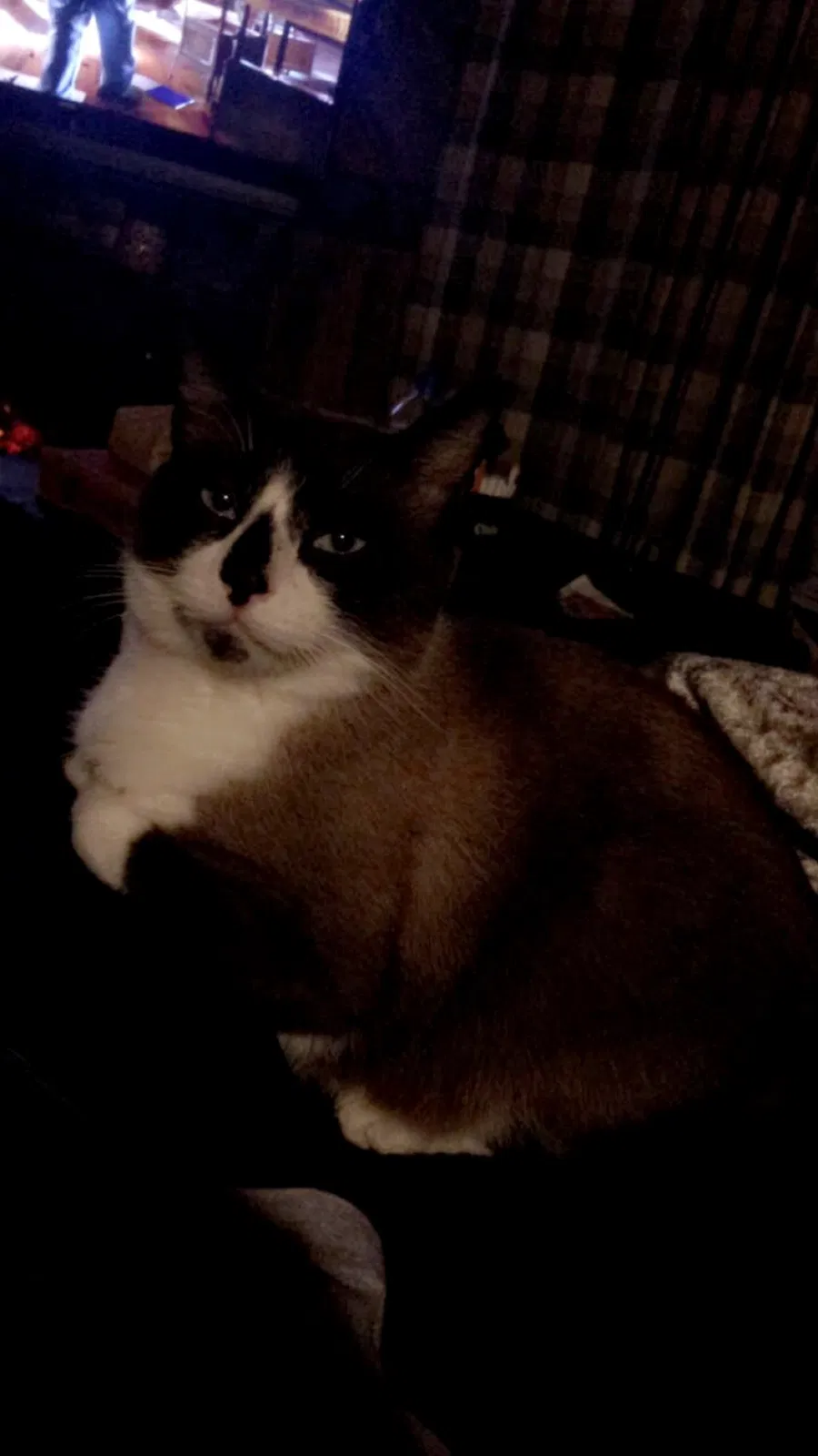 Lost cat in Needmore, PA, 17238