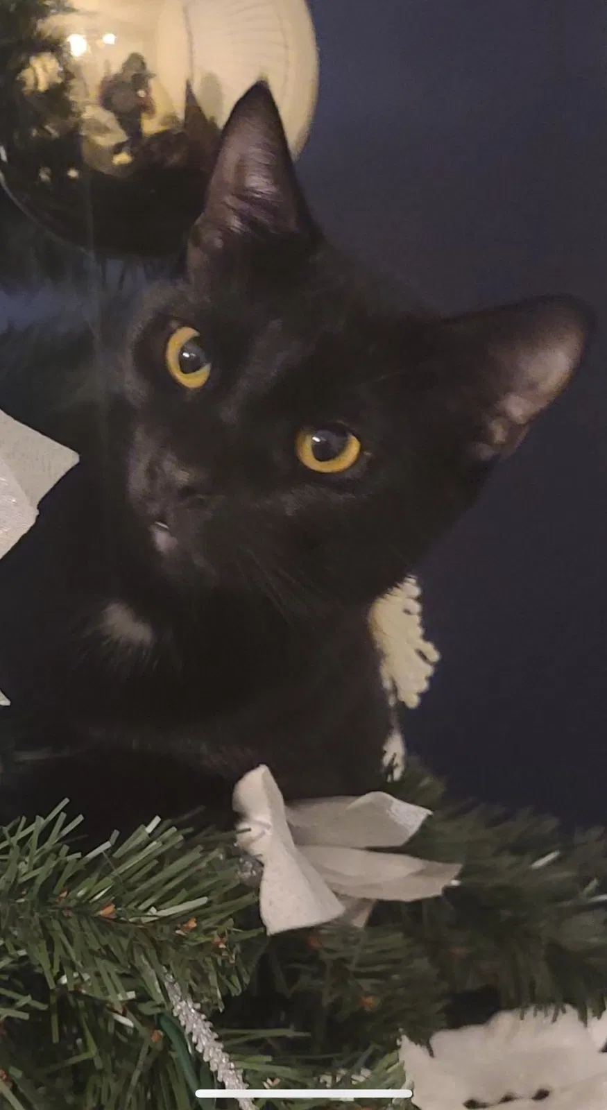 Lost cat in Orlando, FL, 32825