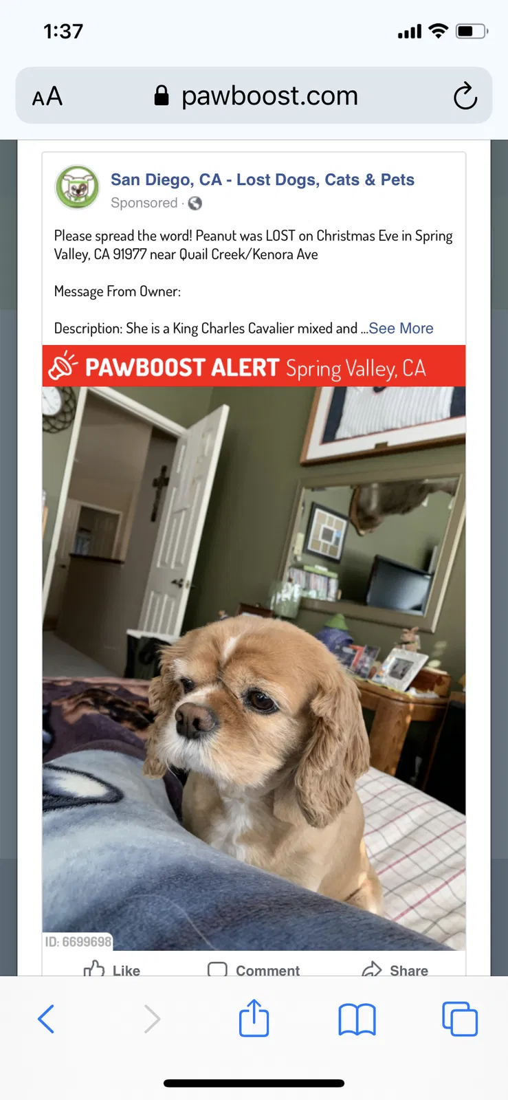Lost dog in Spring Valley, CA, 91977