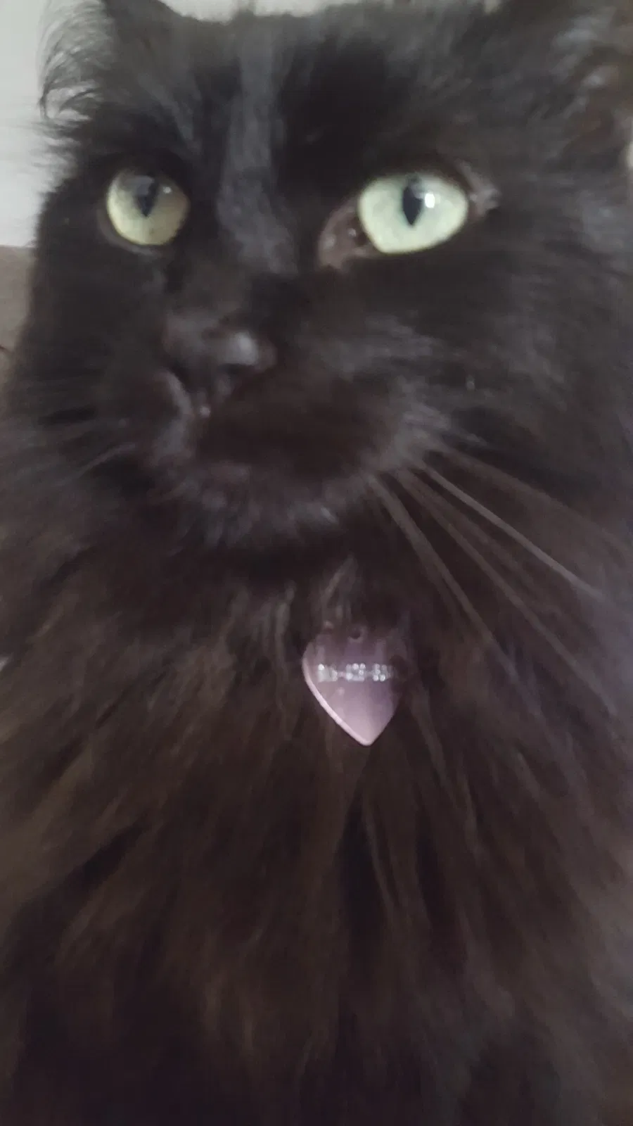 Lost cat in Sioux Falls, SD, 57106