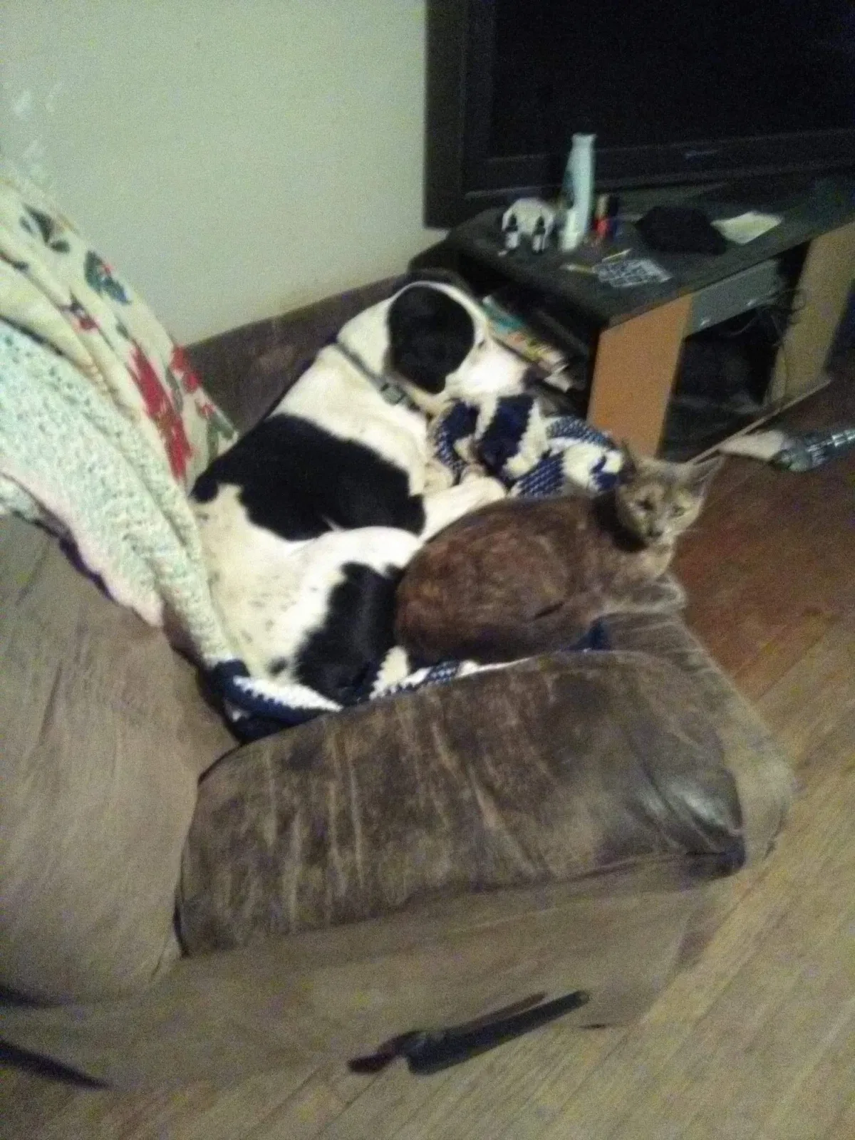 Lost dog in Binghamton, NY, 13904