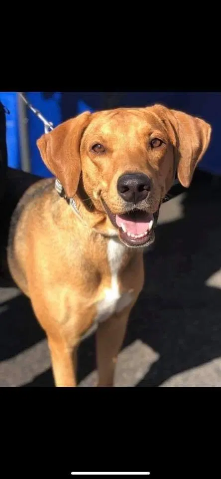 Lost dog in Fort Collins, CO, 80521