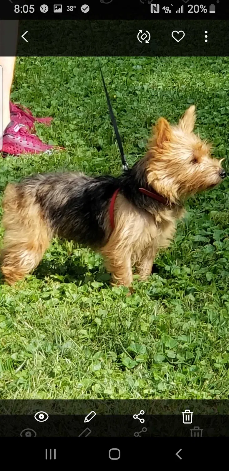 Lost dog in Roanoke, VA, 24016