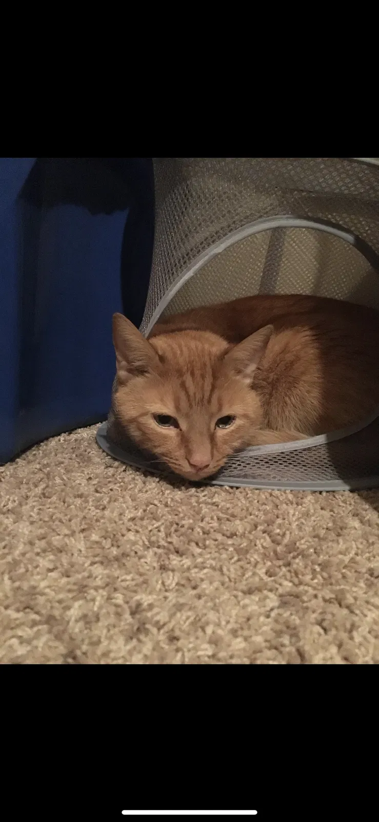 Lost cat in Rapid City, SD, 57701