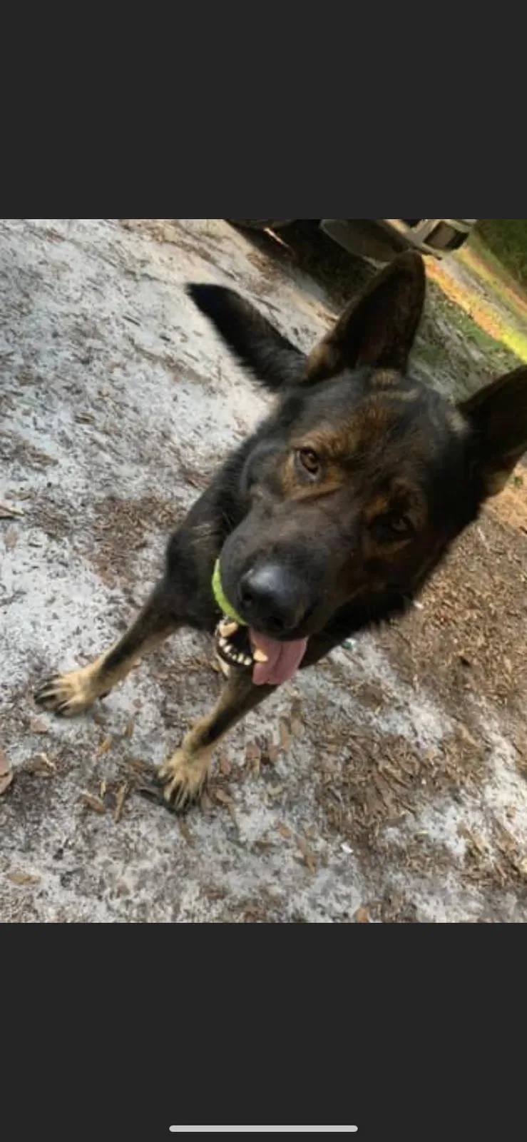 Lost dog in Tallahassee, FL, 32305