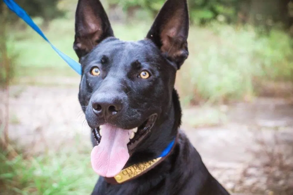 Lost dog in Seminole, AL, 36574