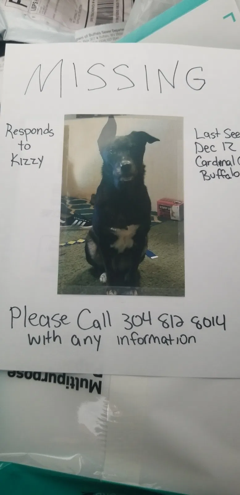 Lost dog in Buffalo, WV, 25033