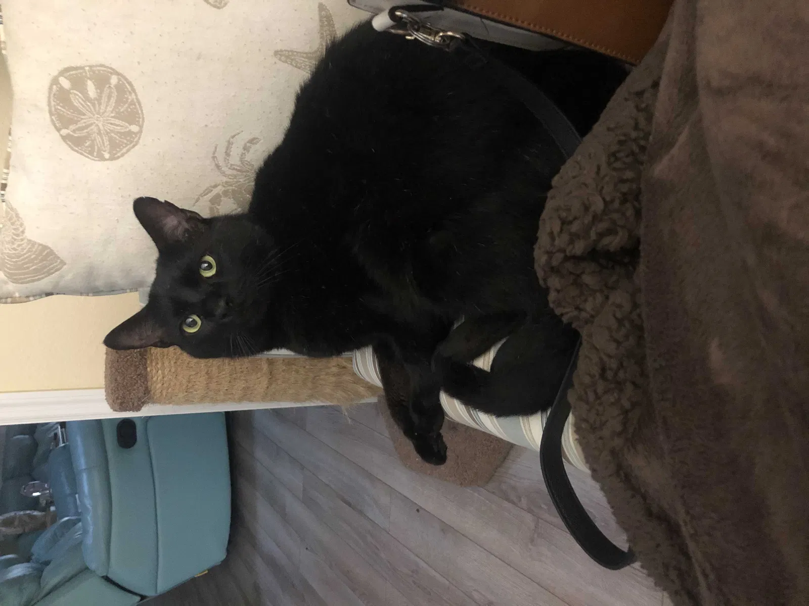 Lost cat in The Villages, FL, 32162