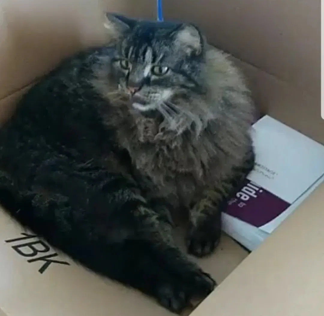 Lost cat in Corpus Christi, TX, 78412