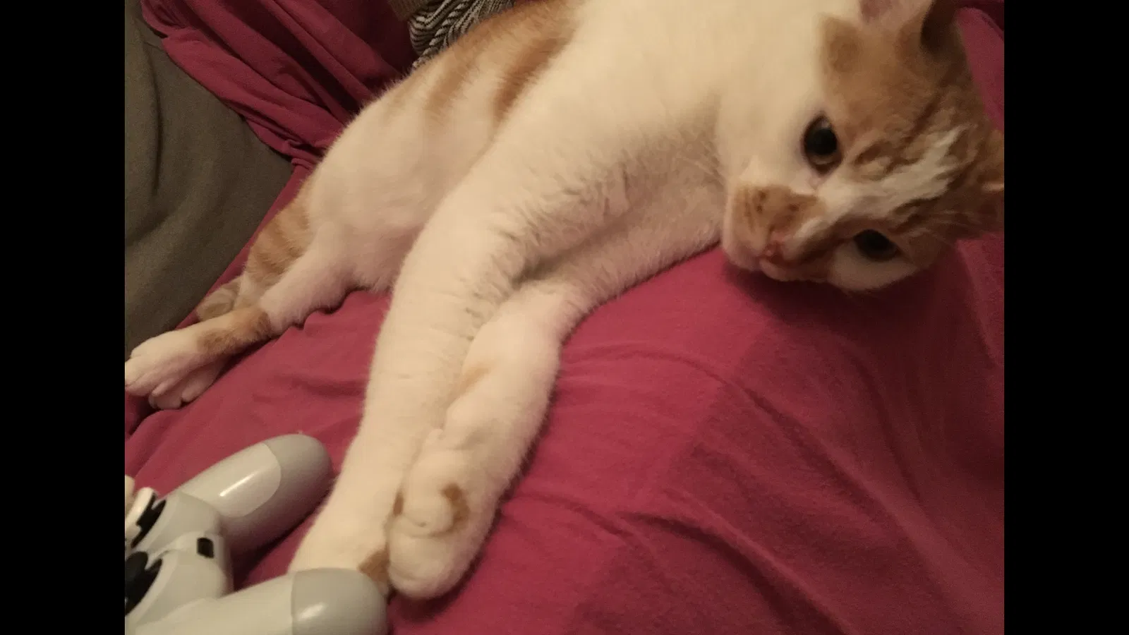 Lost cat in San Francisco, CA, 94110