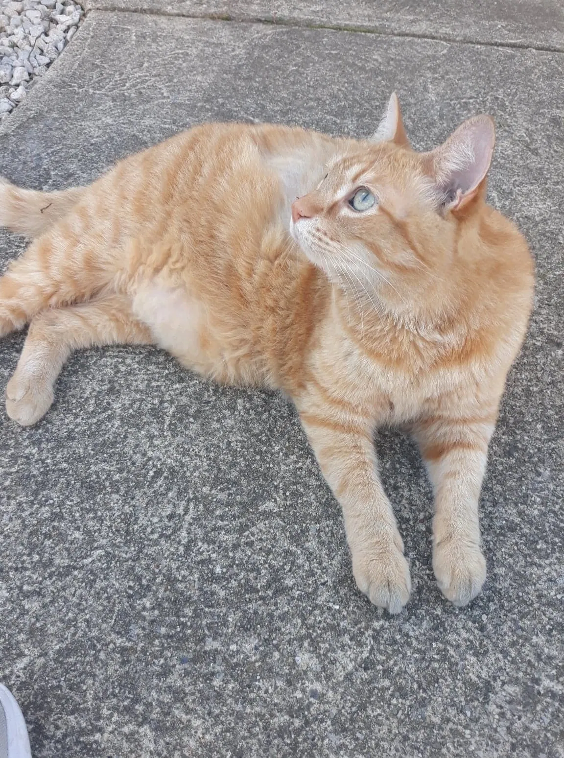 Lost cat in Barberton, OH, 44203