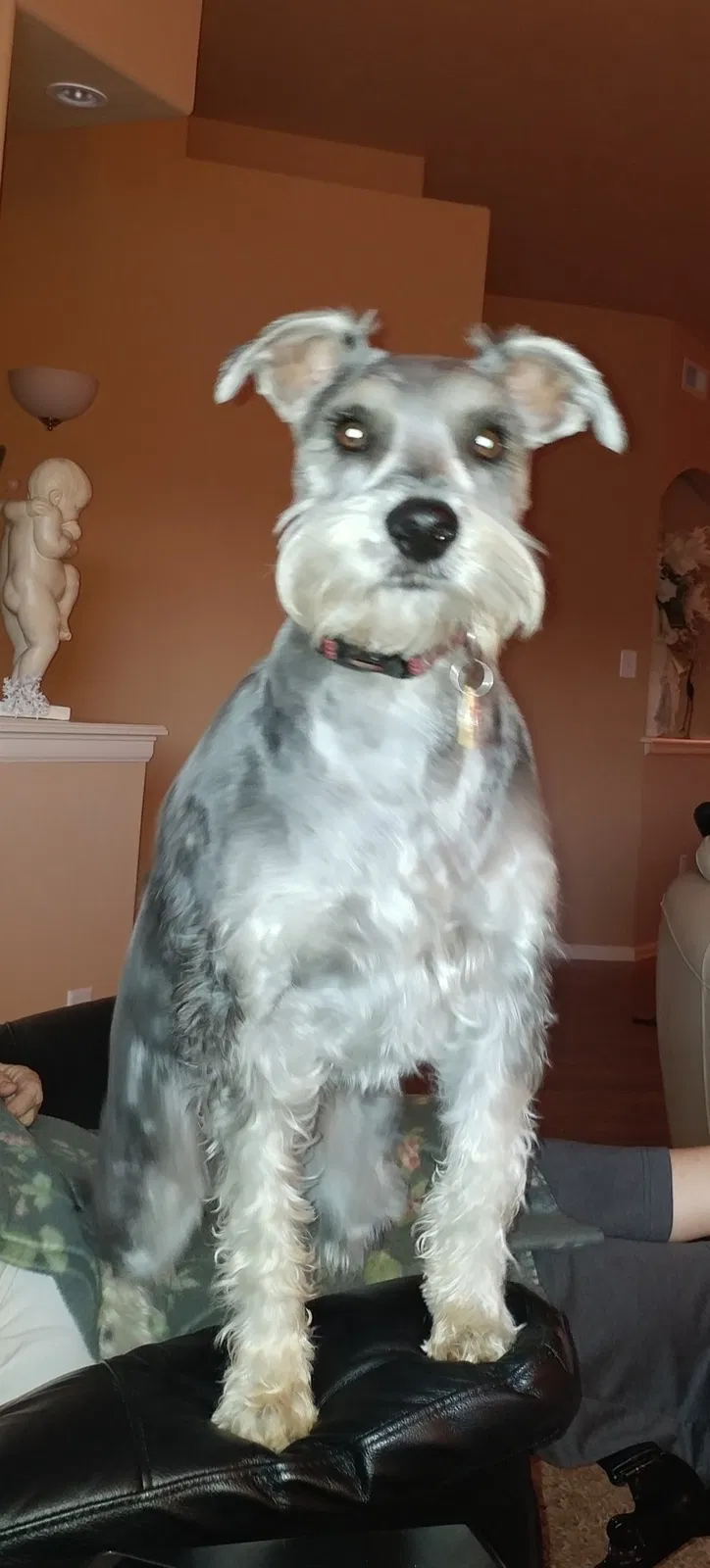 Lost dog in Grand Junction, CO, 81503
