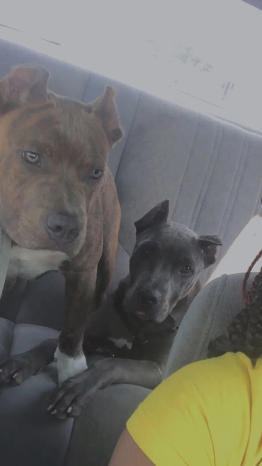 Lost dog in Monroe, LA, 71202