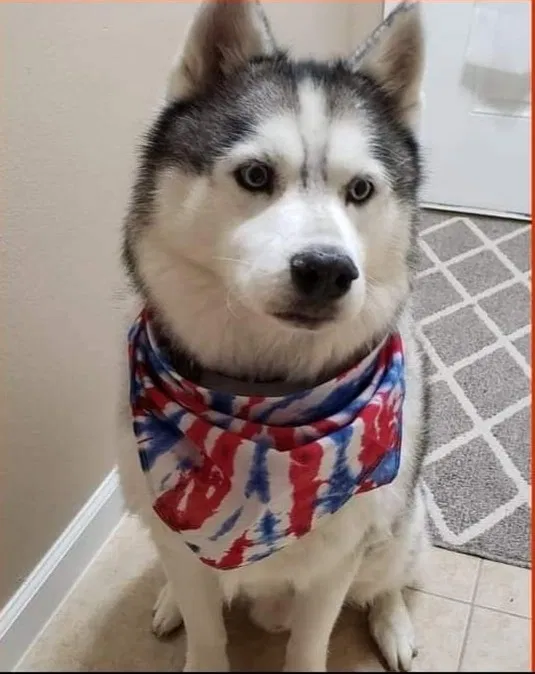 Lost dog in Denham Springs, LA, 70726
