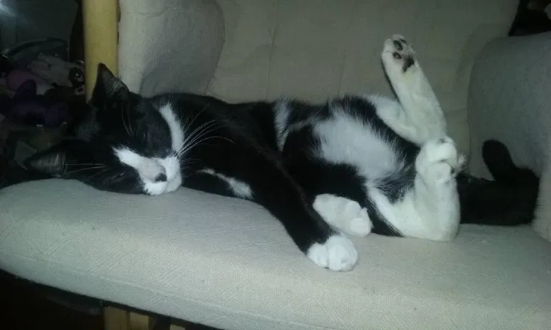 Lost cat in Saint Petersburg, FL, 33713