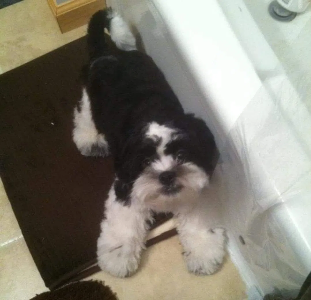 Lost dog in East Freedom, PA, 16637