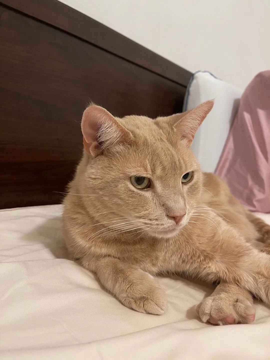 Lost cat in Blacksburg, VA, 24060