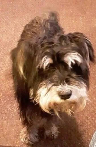 Lost dog in Jonesboro, AR, 72404