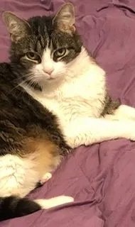 Lost cat in Seymour, CT, 6483