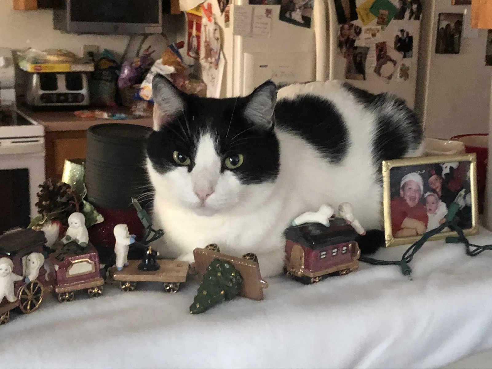 Lost cat in San Antonio, TX, 78247