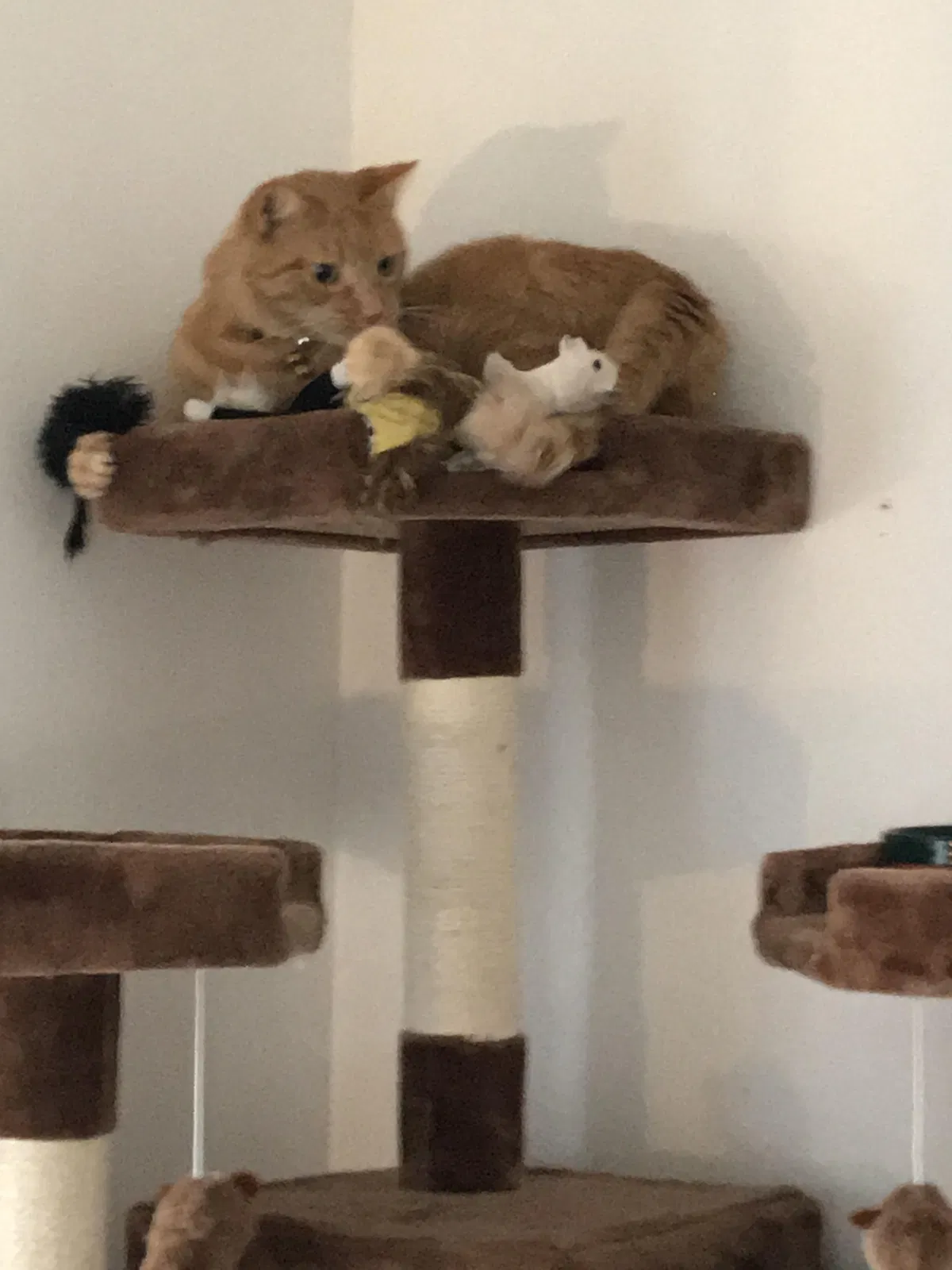 Lost cat in Port Orchard, WA, 98367