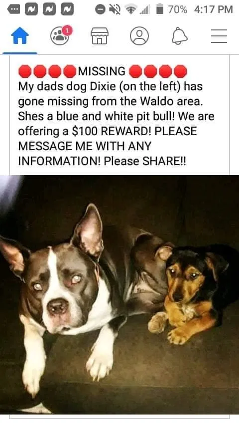Lost dog in Talladega, AL, 35160