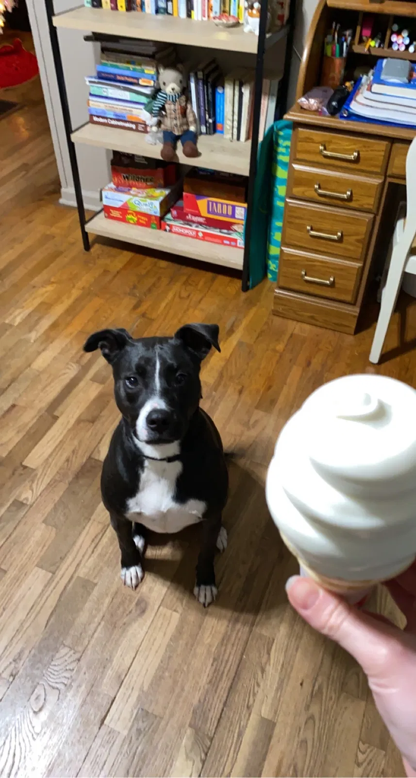 Lost dog in Manhattan, KS, 66502