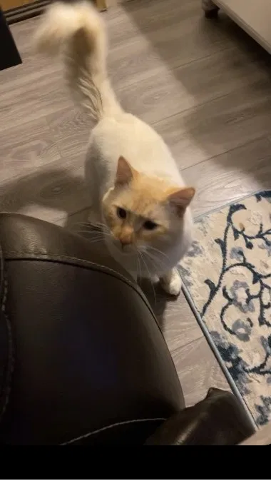 Lost cat in Lakewood, WA, 98498