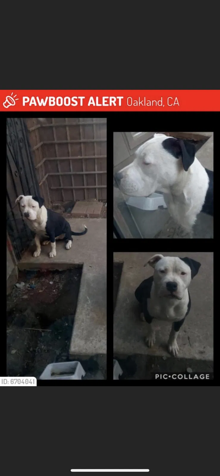 Lost dog in Oakland, CA, 94621